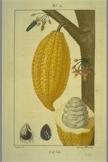 François-Pierre Chaumeton, planche Cacao, in Flore médicale, 1814-1820, 8 volumes. Photo © Muséum national d'Histoire naturelle, Dist. RMN-Grand Palais / image du MNHN, bibliothèque centrale.